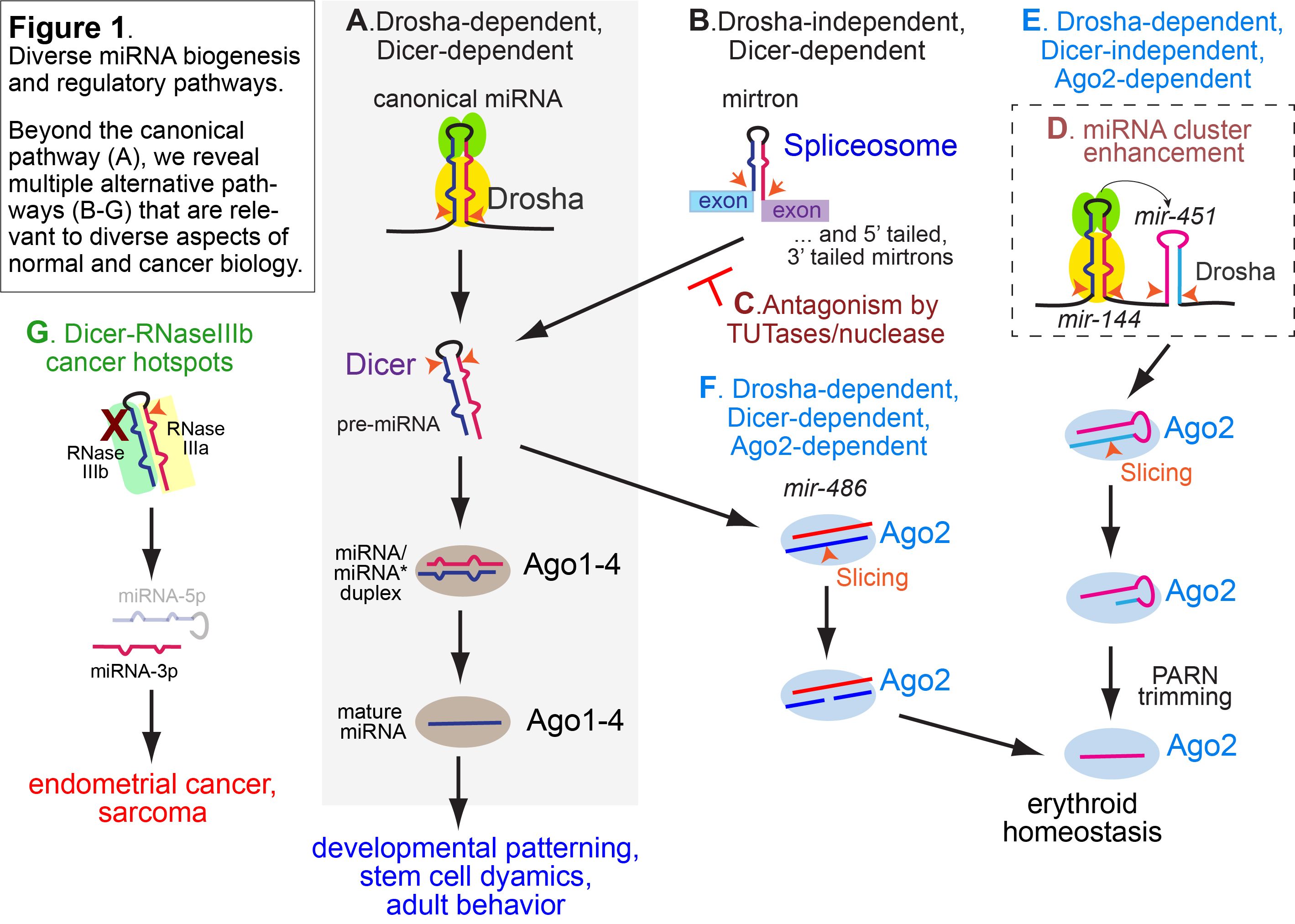 Dr. Lai Figure 1