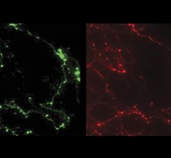 ATP sensor marks mitochondria in cells